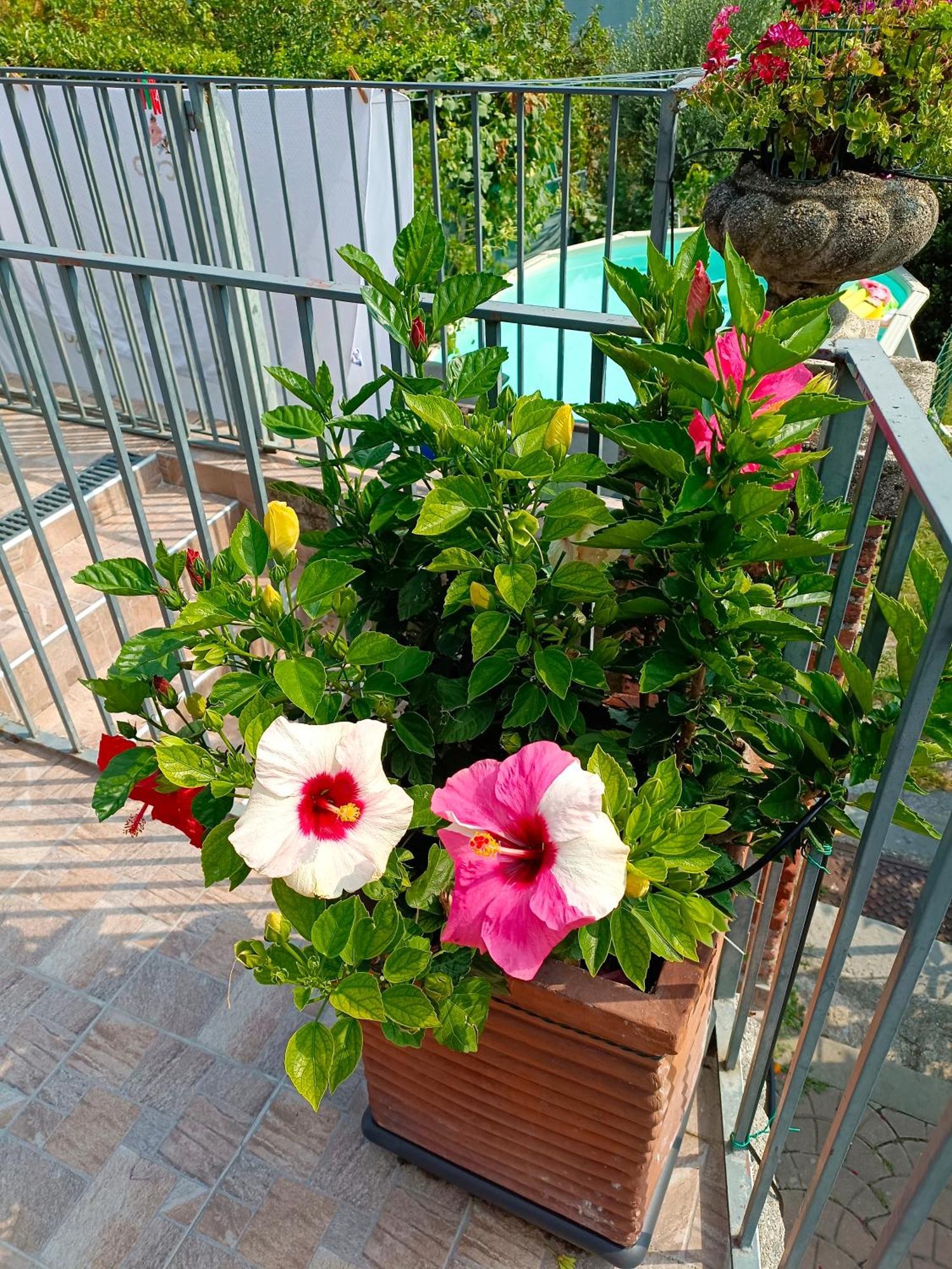 Le Rose Sul Lago Pescate Екстер'єр фото
