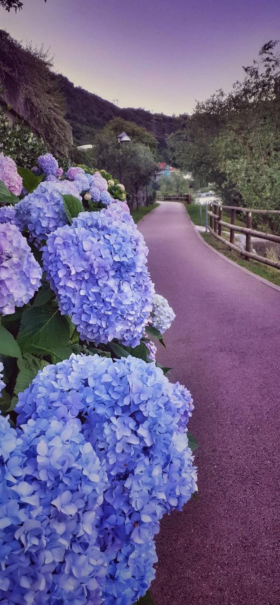 Le Rose Sul Lago Pescate Екстер'єр фото